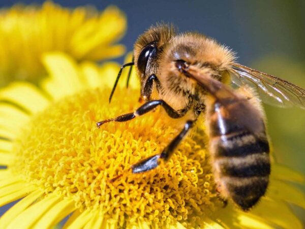 Journée de l’abeille